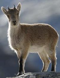 ibex_1250749c Hola! Ya vine!